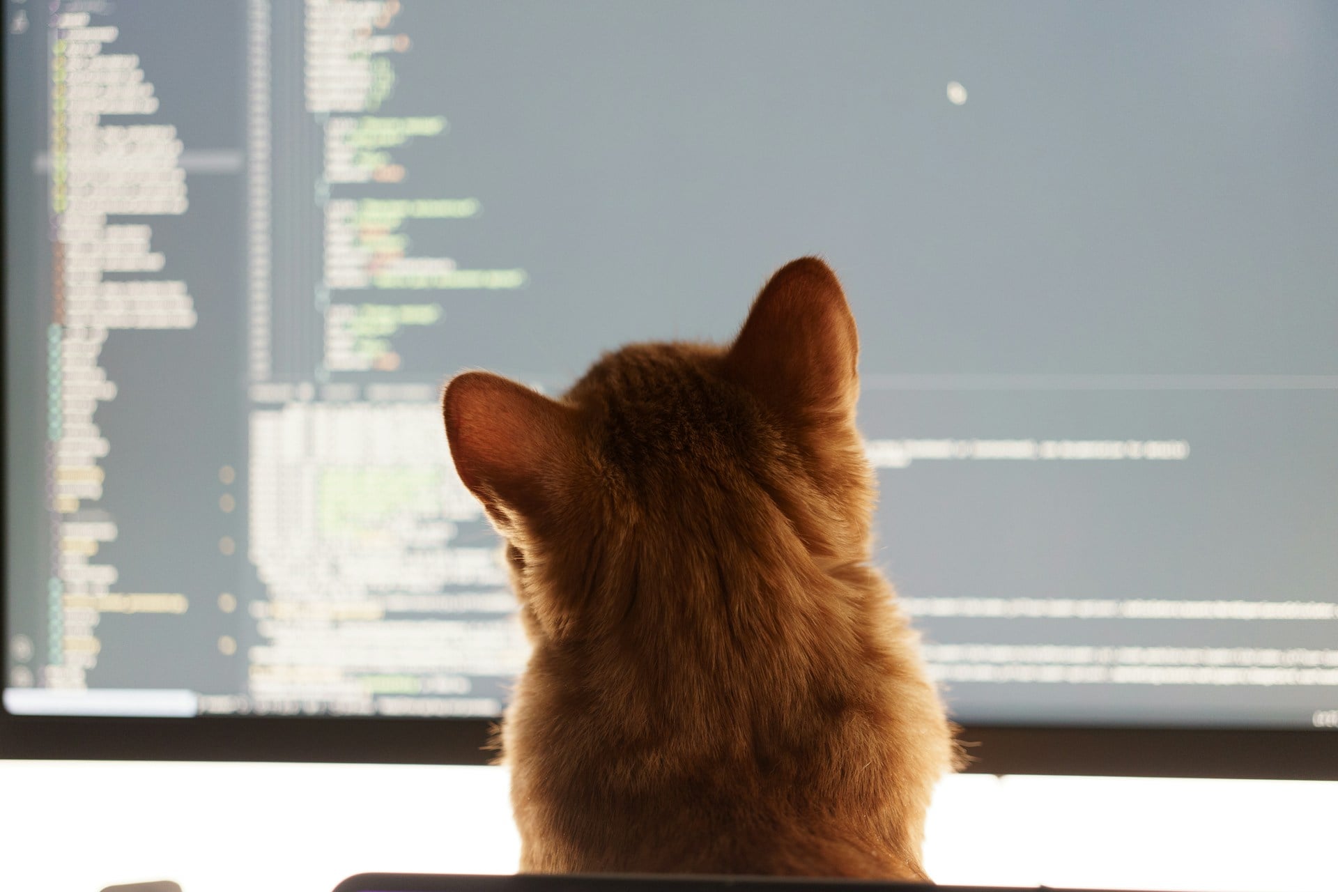 cat-ai