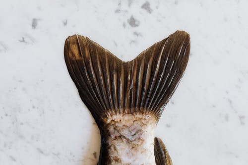 【理財專知】買到死魚股?什麼是死魚盤 3分鐘認識它